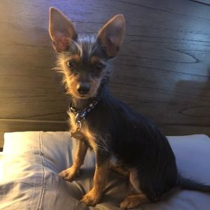 Meet your Posher, Donald